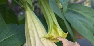 Fragrant Bloom Appeals To Pollinators fragrant bloom