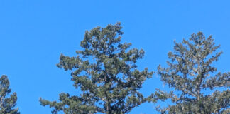 Spontaneous Limb Failure Among Trees spontaneous limb failure