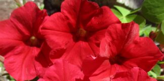 Soil Amendment Might Be Overkill soil amendment