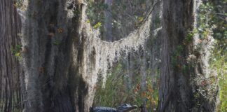 “Alligator-Alcatraz” Immigration Detention Center Opening Soon