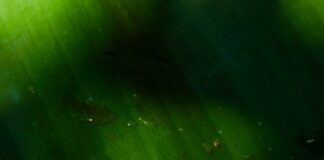 Formerly Extinct Frogs Return to Santa Monica Mountains