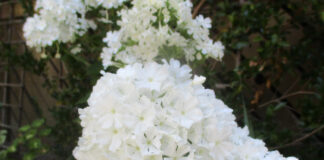 Feral Flowers Are Not Wildflowers feral flowers