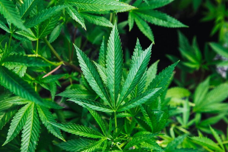 City Expands Cannabis Retail Opportunities In Non-Residential Districts