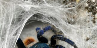 Bears, Snakes, Tarantulas Prowl California In October