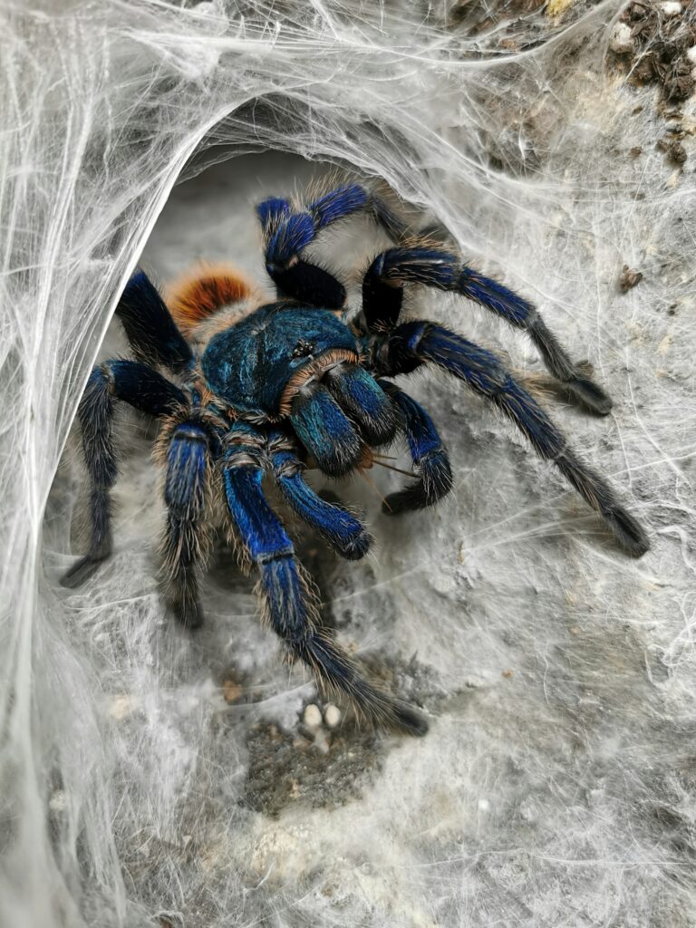 Bears, Snakes, Tarantulas Prowl California In October