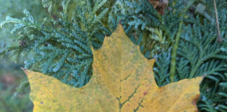 Gutters Innately Accumulate Falling Leaves gutters