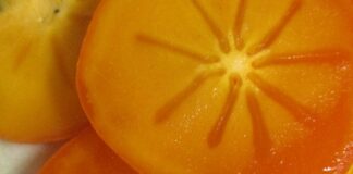 Trees May Benefit From Winterization trees