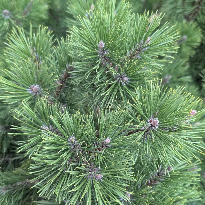 51231+ evergreen foliage