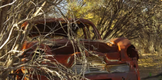 Car Crushed By Fallen Tree In West Hollywood