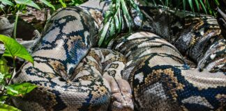 “Anaconda” Is Silly, Not Great