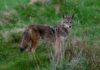 WeHo Provides Tips For Coyote Management