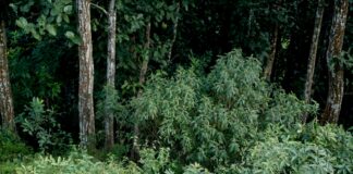 LAFD First Responders Rescue Driver Off Cliff