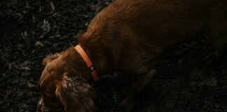 One Small Dog Rescued In Hollywood Hills Fire