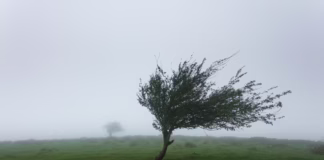 Wind Advisory Issued For Malibu And Ventura County