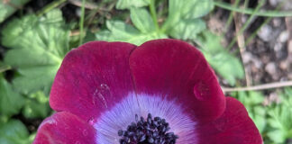 Warm Season Annuals Are Next warm season annuals