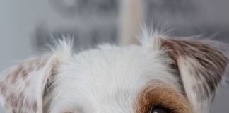 Eduardo Brynes Accused Of Attacking Roommate’s Dog