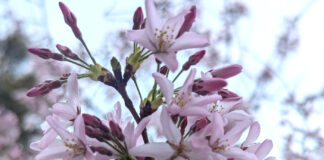 Flowering Trees For Spring Bloom flowering