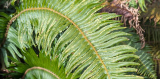 Ferns Are Splendid Foliar Perennials ferns
