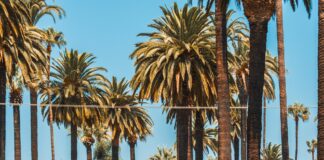 Woman And Her Dog Killed In Domestic Dispute