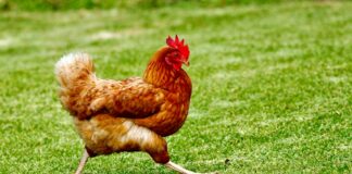 “Survivor 50” Recap: ‘Did You Vote For A Swap?’