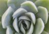 Succulents Within Average Home Gardens succulents