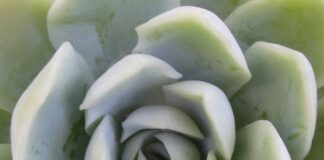 Succulents Within Average Home Gardens succulents