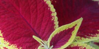 Colorful Foliage Regardless Of Bloom colorful foliage