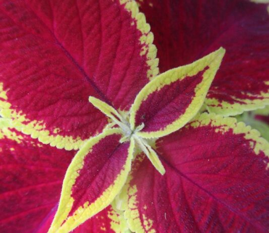 Colorful Foliage Regardless Of Bloom colorful foliage