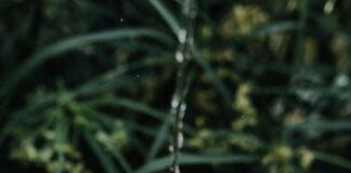 Poster Art Contest For Water Conservation In Beverly Hills