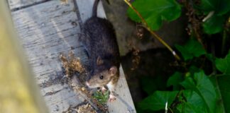 April Health Department Restaurant Closures