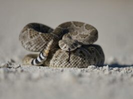 Malibu Warns of Rattlesnakes In City Parks And On City Trails