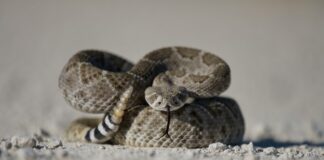 Malibu Warns of Rattlesnakes In City Parks And On City Trails