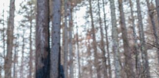 California Dog Bite Claims Top $570 Million As Cases Rise 23.7 Percent