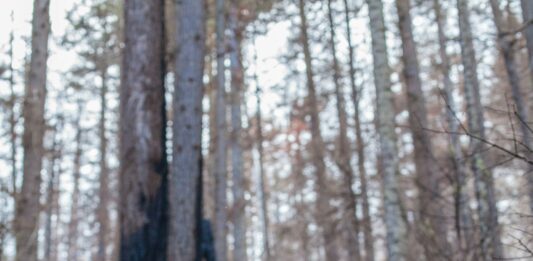 California Dog Bite Claims Top $570 Million As Cases Rise 23.7 Percent