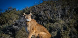 Augora Road Closures At Wallis Annenberg Wildlife Crossing