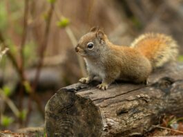 Health Warning About Squirrels In Los Angeles’ Runyon Canyon Park