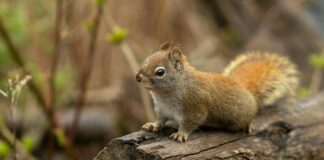 Health Warning About Squirrels In Los Angeles’ Runyon Canyon Park
