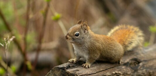 Health Warning About Squirrels In Los Angeles’ Runyon Canyon Park