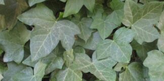 Vines Are Naturally Very Competitive vines
