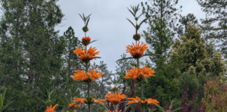 Aromatic Foliage Has Certain Advantages aromatic