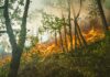LAFD Battle Brush Fire In Griffith Park