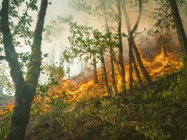 LAFD Battle Brush Fire In Griffith Park
