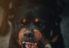 Man Arrested After Siccing Dog On Victim