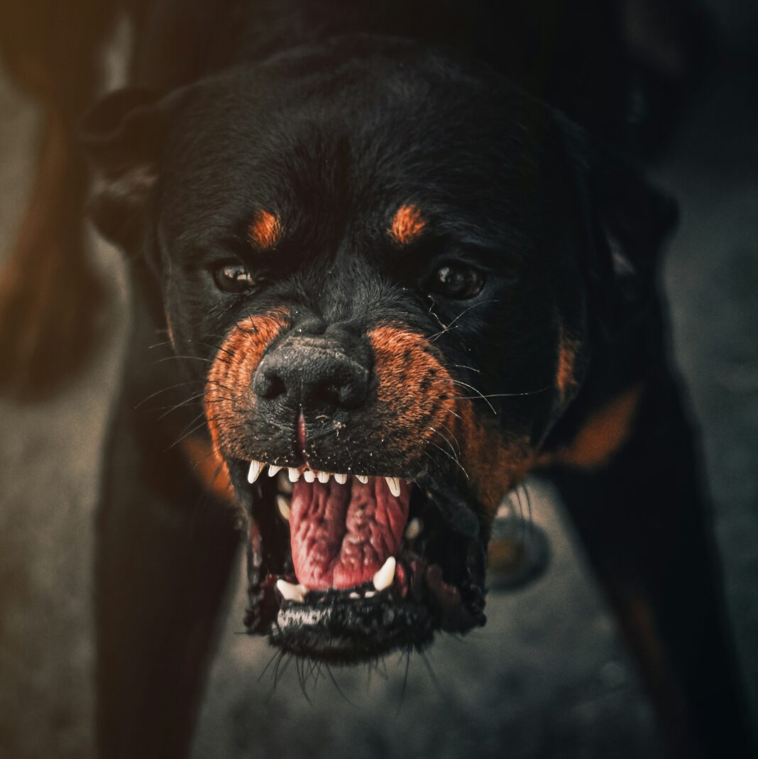 omar-abozeid-D1l33wsU140-unsplash