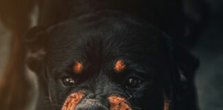 Man Arrested After Siccing Dog On Victim