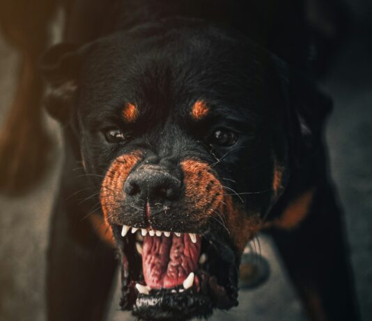 Man Arrested After Siccing Dog On Victim