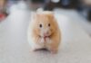 The Functional Diversity Of Mouse IgG Subclasses