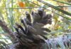 Arborists Are Horticulturists Of Trees arborists
