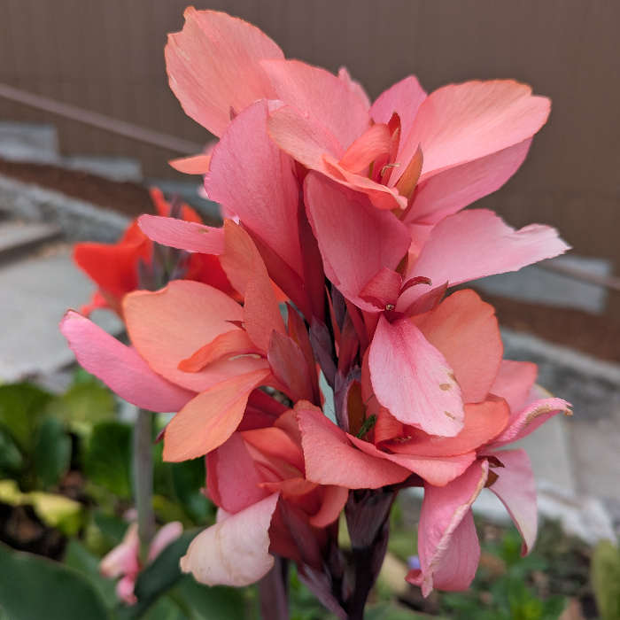 60708+ perennials