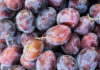 Wildlife Also Enjoys Summer Fruit wildlife
